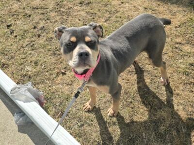 9-Month-Old Female Cane Corso Mi