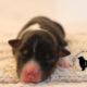 Brawley Miniature American Shepherds