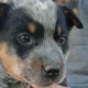 Male Blue Heeler puppies