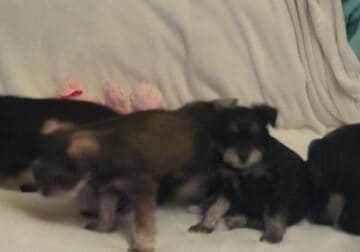 MINIATURE SCHNAUZER PUPPIES (6)