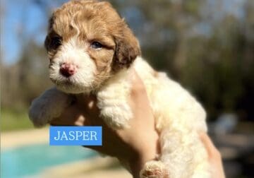 Puppy – Jasper