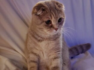 🐾 Maya – Scottish Fold Looking for Forever Home