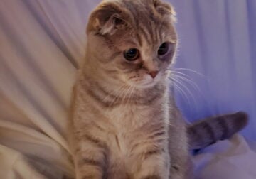 🐾 Maya – Scottish Fold Looking for Forever Home