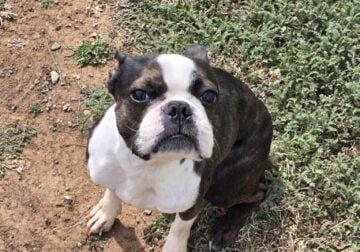 Selling my dog