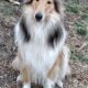 Meet KONA- Rough Collie Puppy 8 weeks