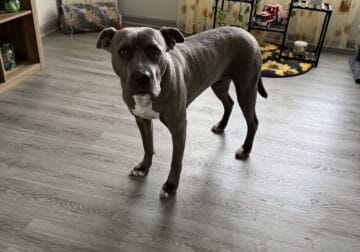 Blue nose pitbull