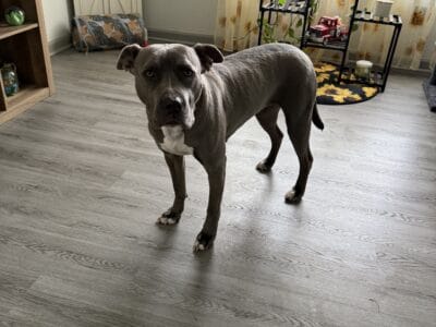 Blue nose pitbull