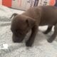 Puppies looking for a good home