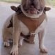 American bully