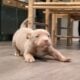 American Bully puppies for sale