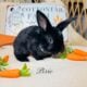 Holland lop x mini plush lop bunnies