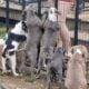 Blue and white female F1 Olde English Bulldogge