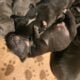 Bluenose pits for sale