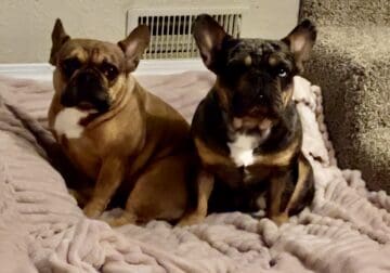 2 Frenchies need a FurEver Home