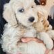 Miniature Goldendoodles