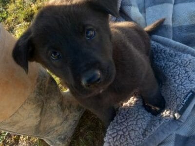 Chow Chow and German Shepherd Mix Puppies