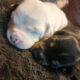 Pitbull/Mini Dashound puppies