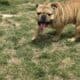 English Bulldog – Looking for a Loving Home