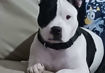6 month puppy