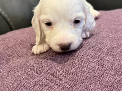Minature Puppy Daschunds