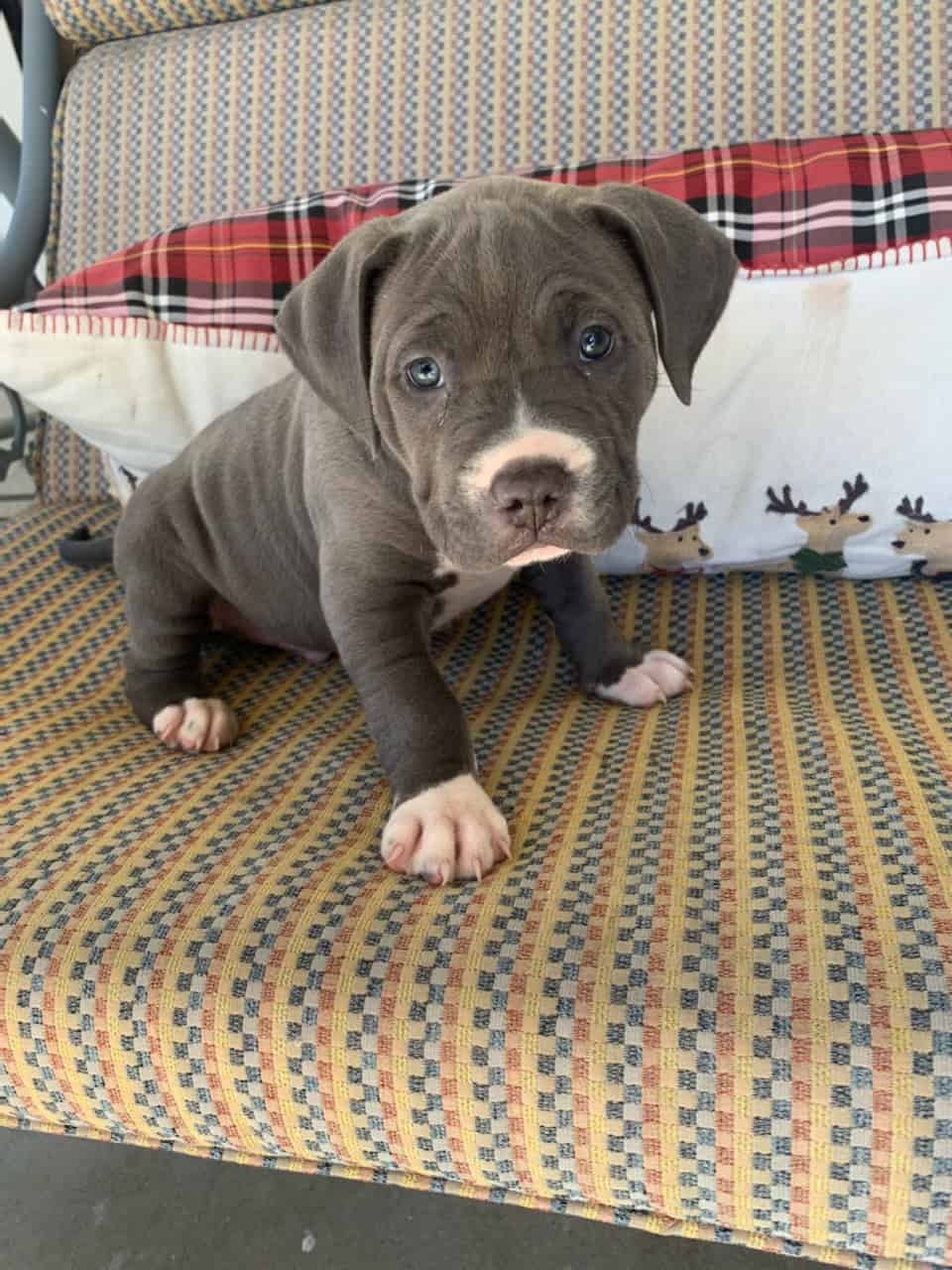 Blue pit mix staffy puppy | PetClassifieds.com