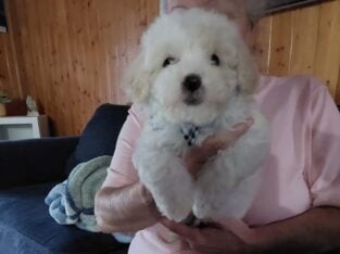 Malti-poo puppie