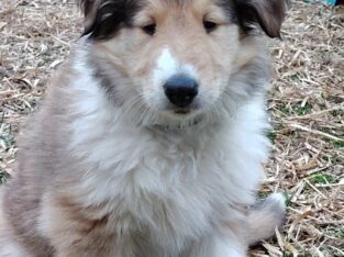 Meet Dulce – The Sweet & Spunky Rough Collie