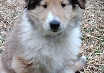 Meet Dulce – The Sweet & Spunky Rough Collie