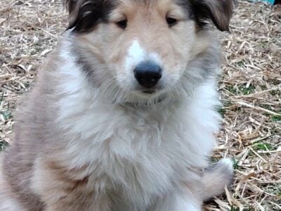 Meet Dulce – The Sweet & Spunky Rough Collie