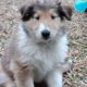 Meet Dulce – The Sweet & Spunky Rough Collie