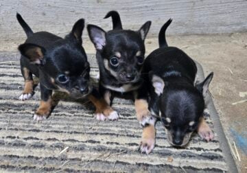 Chihuahua puppies