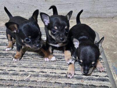 Chihuahua puppies