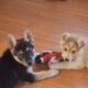 11 WEEK OLD SHEPPARD/HUSKY PUPPIES!!!!