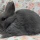 Pedigreed holland lop buck | PetClassifieds.com