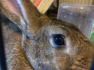 Bunny Rabbit for sale
