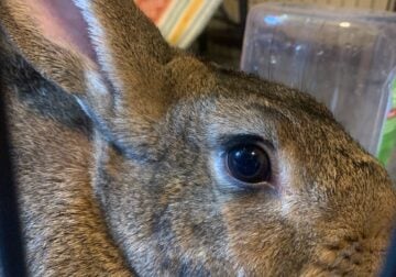 Bunny Rabbit for sale