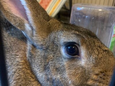 Bunny Rabbit for sale