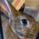Bunny Rabbit for sale