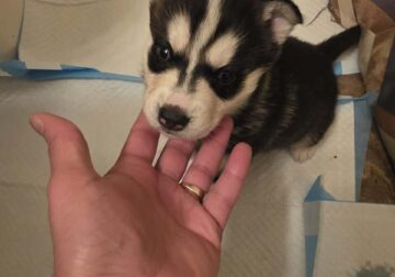 Husky Puppies