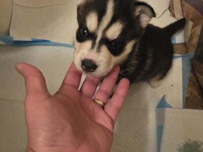 Husky Puppies