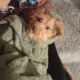 Cavapoo Puppy for sale!!!