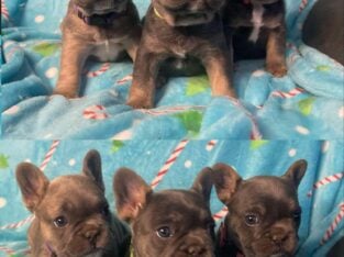 Frenchie