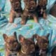 Frenchie