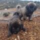 Armenian Gampr LGD Mix Puppies