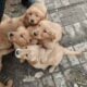 Golden retriever puppies