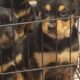 Rottie/Border Collie mix puppies