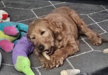 Tootsie Golden Retriever