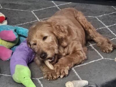 Tootsie Golden Retriever