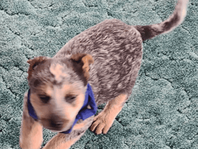 Puppies for sale
