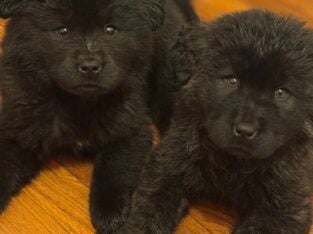 Tibetan mastiff chow chows